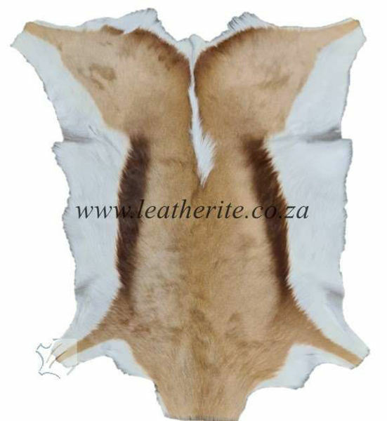 Picture of Springbok Game HS 1st Grade