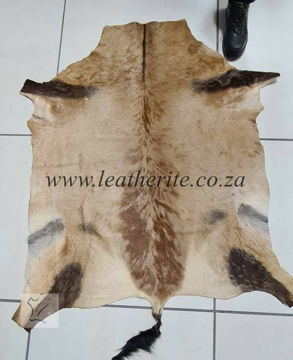 Picture of Red Hartebeest  Game Skin
