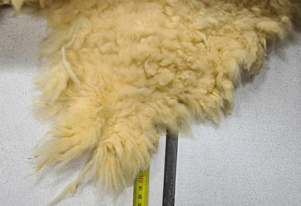Picture of Sheep Skin Medical Grade Merino